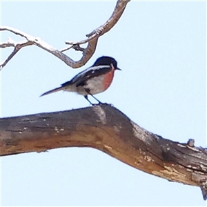 Petroica boodang (Scarlet Robin) at Gundaroo, NSW by ConBoekel