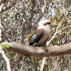 Dacelo novaeguineae at Gundaroo, NSW - 13 Dec 2024