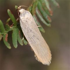 Unidentified Moth (Lepidoptera) at Gundaroo, NSW - 13 Dec 2024 by ConBoekel