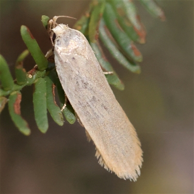 Unidentified Moth (Lepidoptera) at Gundaroo, NSW - 13 Dec 2024 by ConBoekel