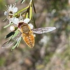 Trichophthalma punctata (Tangle-vein fly) at Jerrabomberra, NSW - 15 Dec 2024 by SteveBorkowskis