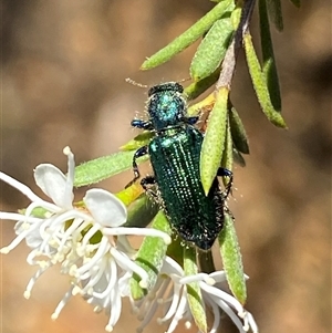 Phlogistus sp. (genus) (Clerid beetle) at Jerrabomberra, NSW by SteveBorkowskis