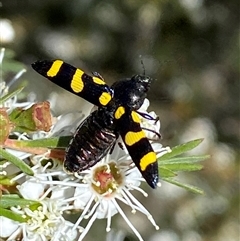 Castiarina australasiae (A jewel beetle) at Jerrabomberra, NSW - 15 Dec 2024 by SteveBorkowskis