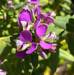 Polygala myrtifolia (Myrtle-leaf Milkwort) at Jerrabomberra, NSW - 15 Dec 2024 by SteveBorkowskis