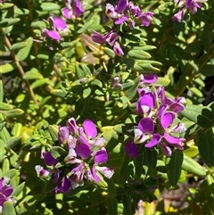 Polygala myrtifolia at Jerrabomberra, NSW - 15 Dec 2024 02:54 PM