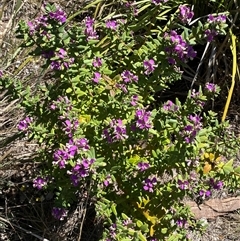 Polygala myrtifolia at Jerrabomberra, NSW - 15 Dec 2024