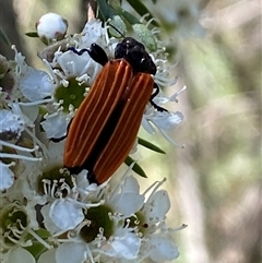 Castiarina nasuta (A jewel beetle) at Karabar, NSW - 15 Dec 2024 by SteveBorkowskis