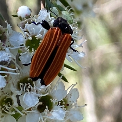 Castiarina nasuta (A jewel beetle) at Karabar, NSW - 15 Dec 2024 by SteveBorkowskis