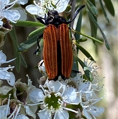 Castiarina nasuta at Karabar, NSW - 15 Dec 2024 03:11 PM