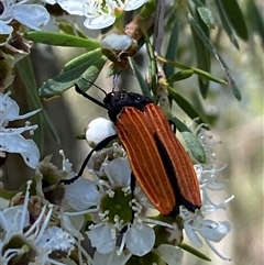 Castiarina nasuta at Karabar, NSW - 15 Dec 2024