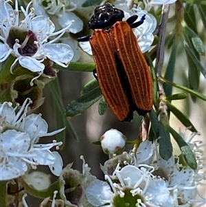 Castiarina nasuta at Karabar, NSW - 15 Dec 2024