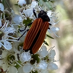 Castiarina nasuta at Karabar, NSW - 15 Dec 2024 03:11 PM