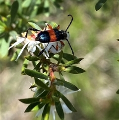 Obrida fascialis (One banded longicorn) at Karabar, NSW - 15 Dec 2024 by SteveBorkowskis