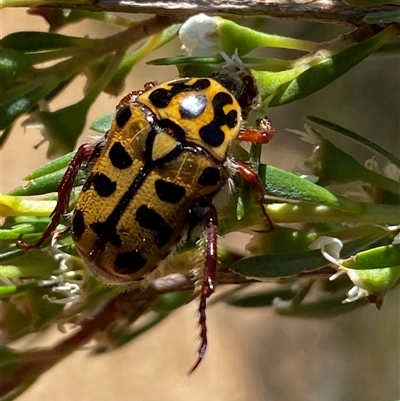 Neorrhina punctatum (Spotted flower chafer) at Karabar, NSW - 15 Dec 2024 by SteveBorkowskis