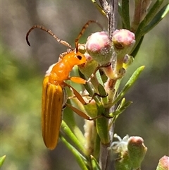 Stenoderus concolor (Longhorn Beetle) at Karabar, NSW - 15 Dec 2024 by SteveBorkowskis