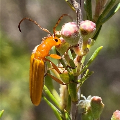 Stenoderus concolor (Longhorn Beetle) at Karabar, NSW - 15 Dec 2024 by SteveBorkowskis