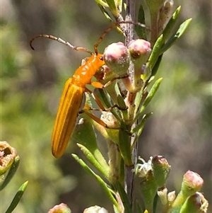 Stenoderus concolor at Karabar, NSW - 15 Dec 2024