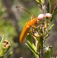 Stenoderus concolor at Karabar, NSW - 15 Dec 2024