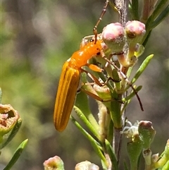 Stenoderus concolor at Karabar, NSW - 15 Dec 2024