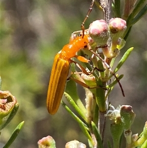 Stenoderus concolor at Karabar, NSW - 15 Dec 2024