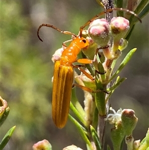 Stenoderus concolor at Karabar, NSW - 15 Dec 2024