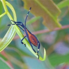 Amorbus obscuricornis (Eucalyptus Tip Wilter) at West Hobart, TAS - 15 Dec 2024 by VanessaC