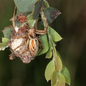 Oxyopes sp. (genus) at Gungahlin, ACT by AlisonMilton