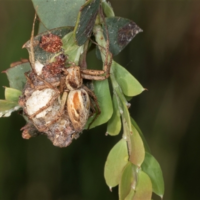 Oxyopes (genus) (Lynx spider) at Gungahlin, ACT - 12 Dec 2024 by AlisonMilton
