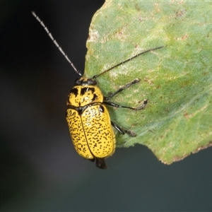 Aporocera (Aporocera) erosa (A leaf beetle) at Gungahlin, ACT by AlisonMilton