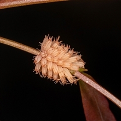 Paropsis atomaria (Eucalyptus leaf beetle) at Gungahlin, ACT - 12 Dec 2024 by AlisonMilton