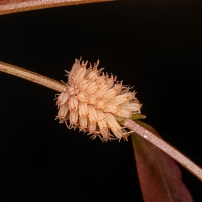 Paropsis atomaria (Eucalyptus leaf beetle) at Gungahlin, ACT - 11 Dec 2024 by AlisonMilton