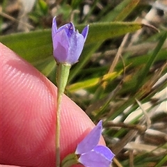 Wahlenbergia multicaulis (Tadgell's Bluebell) at Tarago, NSW - 19 Nov 2024 by clarehoneydove