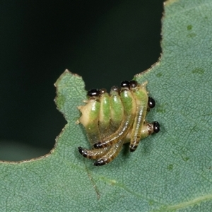 Perginae sp. (subfamily) at Gungahlin, ACT - 12 Dec 2024 08:09 AM