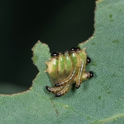 Perginae sp. (subfamily) (Unidentified pergine sawfly) at Gungahlin, ACT - 11 Dec 2024 by AlisonMilton