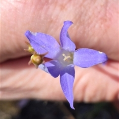 Wahlenbergia capillaris (Tufted Bluebell) at Lake George, NSW - 20 Nov 2024 by clarehoneydove