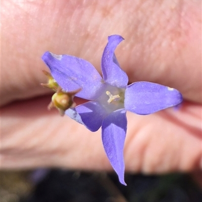 Wahlenbergia capillaris (Tufted Bluebell) at Lake George, NSW - 20 Nov 2024 by clarehoneydove