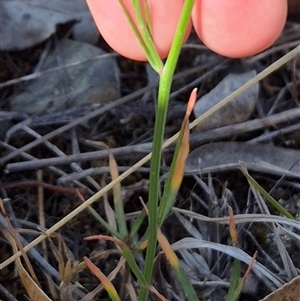 Wahlenbergia capillaris at Lake George, NSW - 20 Nov 2024 04:28 PM