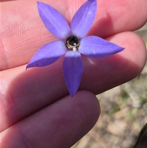 Wahlenbergia capillaris at Lake George, NSW - 20 Nov 2024 04:28 PM