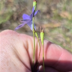 Wahlenbergia capillaris at Lake George, NSW - 20 Nov 2024 04:28 PM