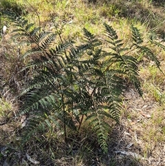 Pteridium esculentum (Bracken) at Lake George, NSW - 20 Nov 2024 by clarehoneydove