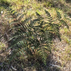 Pteridium esculentum (Bracken) at Lake George, NSW by clarehoneydove