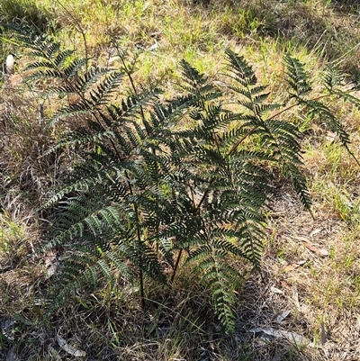 Pteridium esculentum (Bracken) at Lake George, NSW - 20 Nov 2024 by clarehoneydove