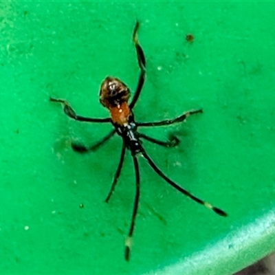 Coreidae (family) (Coreid plant bug) at Aranda, ACT - 15 Dec 2024 by KMcCue