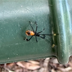 Coreidae (family) at Aranda, ACT - 15 Dec 2024 04:40 PM