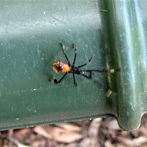 Coreidae (family) at Aranda, ACT - 15 Dec 2024 04:40 PM