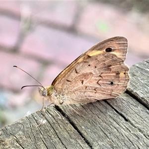 Heteronympha merope (Common Brown Butterfly) at Aranda, ACT by KMcCue