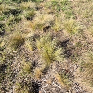 Nassella trichotoma (Serrated Tussock) at Lake George, NSW by clarehoneydove