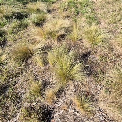 Nassella trichotoma (Serrated Tussock) at Lake George, NSW - 20 Nov 2024 by clarehoneydove