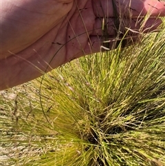 Nassella trichotoma at Lake George, NSW - 20 Nov 2024