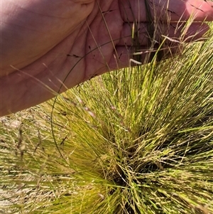 Nassella trichotoma at Lake George, NSW - 20 Nov 2024